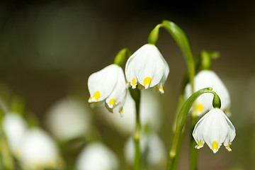 Image showing early spring snowflake flowers