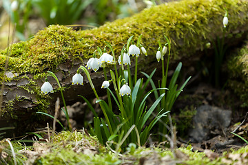 Image showing early spring snowflake flowers