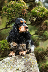 Image showing portrait of sitting english cocker spaniel