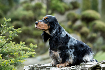 Image showing portrait of sitting english cocker spaniel