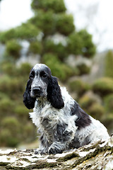 Image showing english cocker spaniel puppy