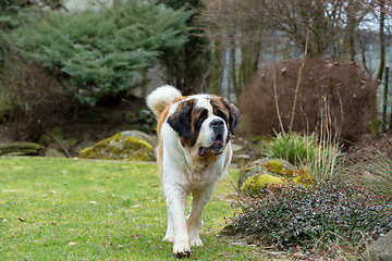 Image showing Portrait of a nice St. Bernard dog