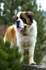 Image showing Portrait of a nice St. Bernard dog