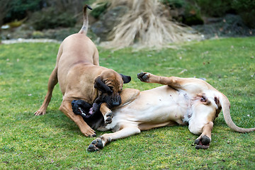 Image showing female of Fila Brasileiro (Brazilian Mastiff)