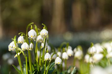 Image showing early spring snowflake flowers