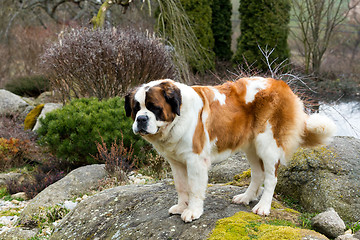 Image showing Portrait of a nice St. Bernard dog