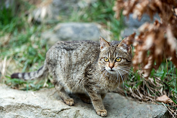 Image showing cat baby playing outdoor