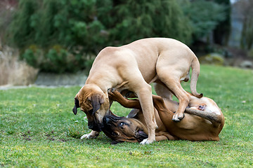 Image showing female of Fila Brasileiro (Brazilian Mastiff)