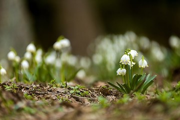 Image showing early spring snowflake flowers