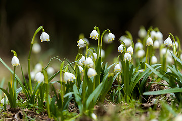 Image showing early spring snowflake flowers