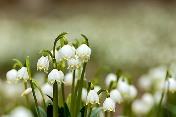 Image showing early spring snowflake flowers