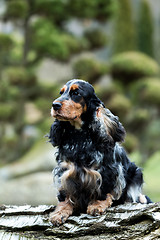 Image showing portrait of sitting english cocker spaniel