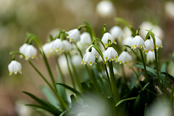 Image showing early spring snowflake flowers