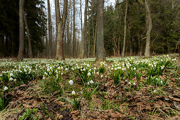 Image showing early spring snowflake flowers