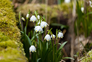 Image showing early spring snowflake flowers