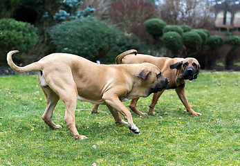 Image showing female of Fila Brasileiro (Brazilian Mastiff)