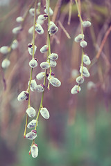 Image showing Spring natural background