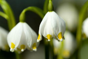 Image showing early spring snowflake flowers