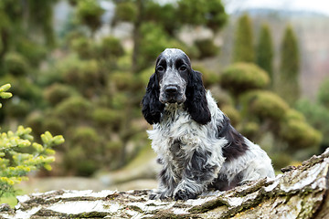 Image showing english cocker spaniel puppy