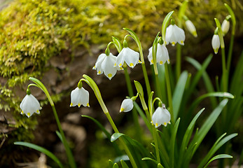 Image showing early spring snowflake flowers