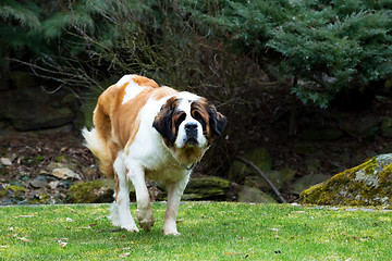 Image showing Portrait of a nice St. Bernard dog