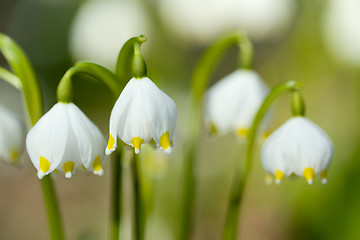 Image showing early spring snowflake flowers