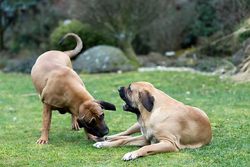 Image showing female of Fila Brasileiro (Brazilian Mastiff)