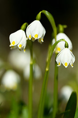 Image showing early spring snowflake flowers