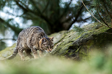 Image showing cat baby playing outdoor