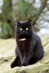 Image showing close up cat portrait 