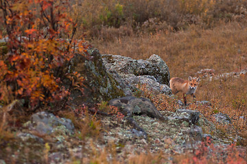 Image showing Red fox in taiga