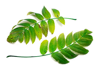 Image showing Two leafs of rowan 