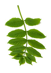 Image showing Spring rowan leaves on white