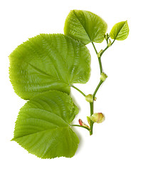 Image showing Spring tilia leaves