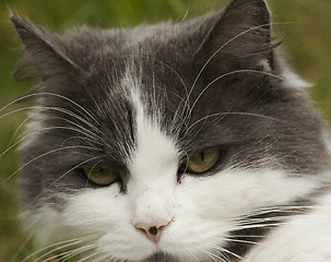 Image showing catface