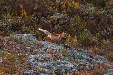 Image showing Red fox in taiga
