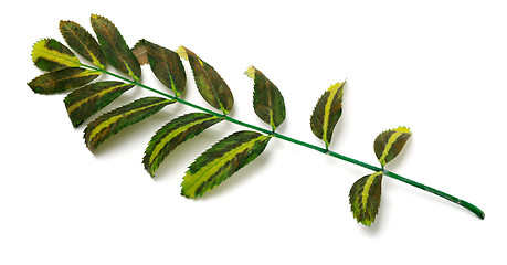 Image showing Multicolor leaves of rowan