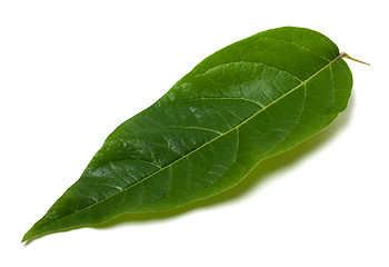 Image showing Green leaf on white