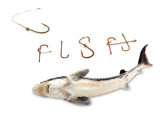 Image showing Dead sterlet and word F I S H composed of old rusty fish hooks