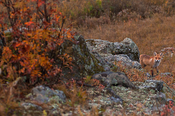 Image showing Red fox in taiga