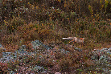 Image showing Red fox in taiga