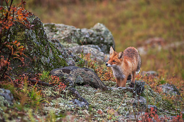 Image showing Red fox in taiga