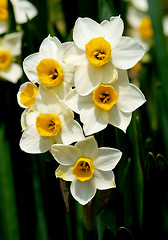 Image showing Wild White Daffodils