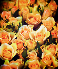 Image showing Peach Avalanche Roses