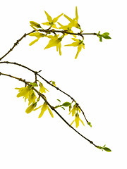 Image showing forsythia