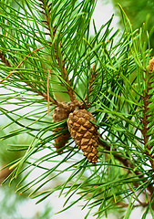 Image showing Fir Branch With Pine Cone