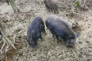 Image showing Wild hogs in sludge