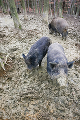 Image showing Wild hogs digging mud