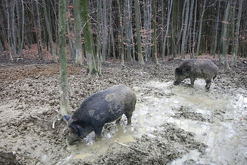 Image showing Two wild hogs in mud