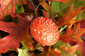 Image showing amanita